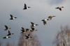 День птиц в заповеднике «Кузнецкий Алатау»